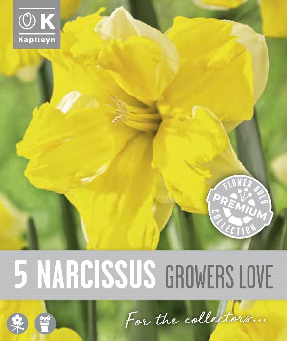 Nartsiss Kapiteyn Collar Growers 5 tk