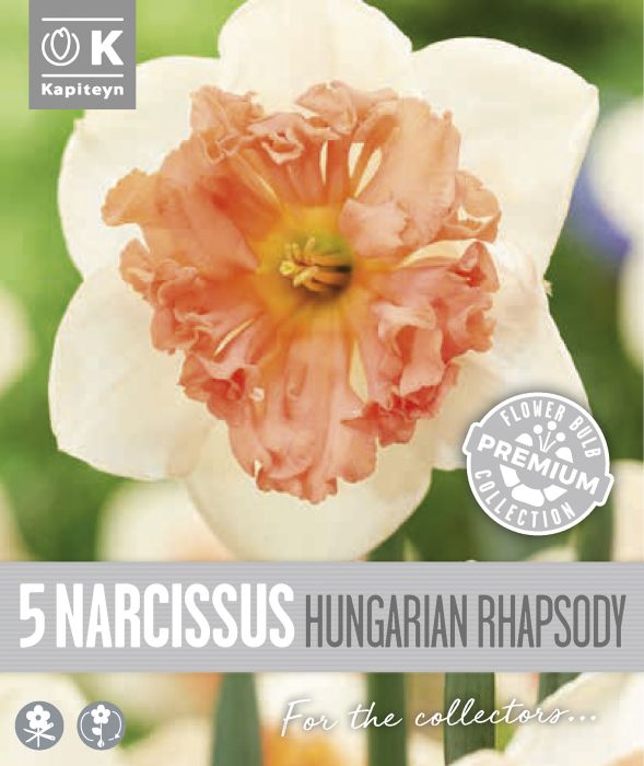 Nartsiss Kapiteyn Collar Hungaria 5 tk