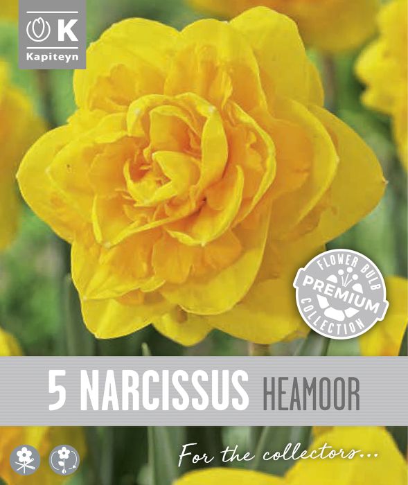 Nartsiss Kapiteyn Double Heamoor 5 tk