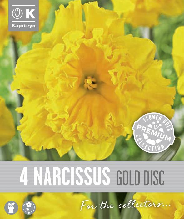 Nartsiss Kapiteyn Collar Gold 4 tk
