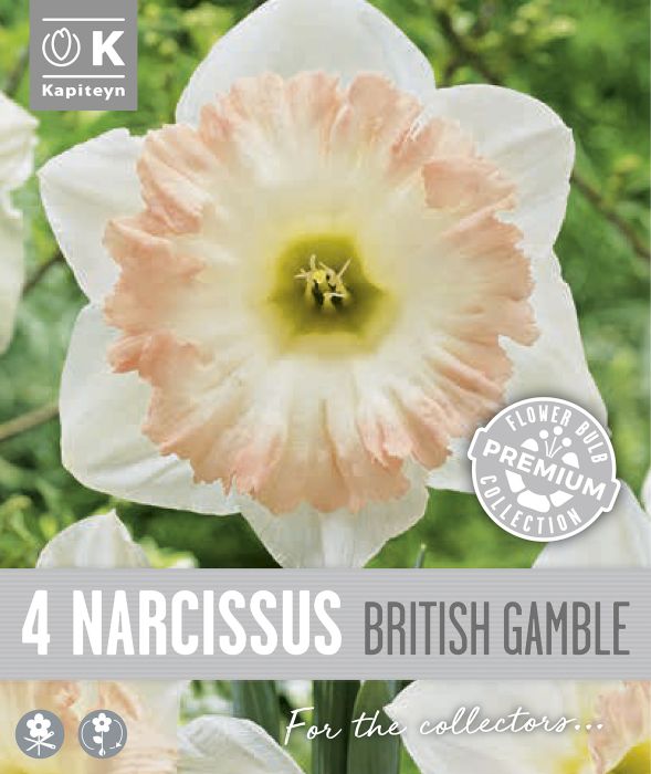 Nartsiss Kapiteyn Trumpet British 4 tk