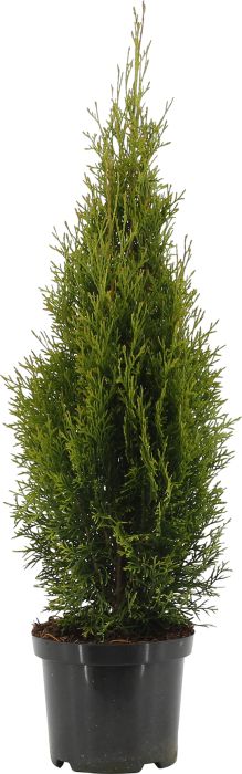 Harilik elupuu Smaragd Ø 19 cm