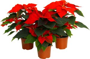 Jõulutäht  Ø 10,5 cm