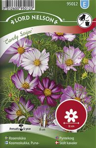 Harilik kosmos Candy Stripe