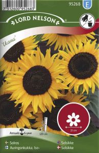 Harilik päevalill Ikarus