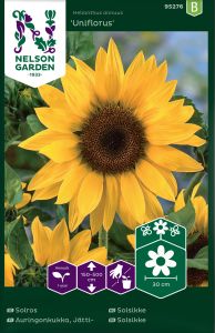 Harilik päevalill Uniflorus