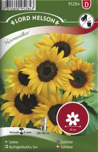 Harilik päevalill Moonwalker