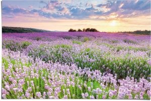 Poster Reinders Brandalised - the flower thrower 095