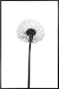 Sisustuspilt Reinder Dandelion Grey 20 x 30 cm