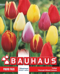 Tulp Kapiteyn Triumph Mix 20 tk
