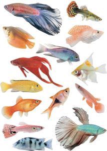 Staatiline kleebis Troopilised kalad