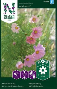 Harilik kosmos Apricotta