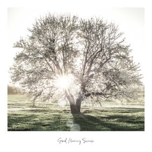 Sisustuspilt Reinders Slimframe Sunbeam Tree 50 x 50 cm