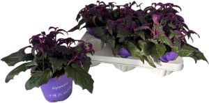 Sametlehik Gynura Ø 12 cm