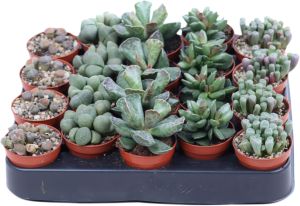 Kivilehik Mix Ø 5 cm