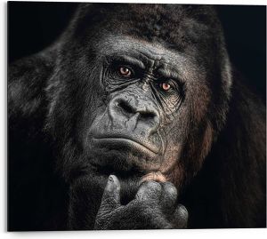 Sisustuspilt Rainders Gorilla Thinking 40 x 50 cm