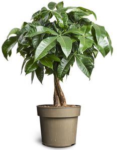 Vesipahhiira Ø 12 cm