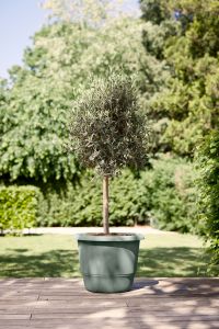 Õuepott Elho Amiga Ø 30 cm, tüümiani roheline