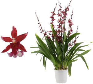 Kambria Barrocco 5-vart Ø 12 cm