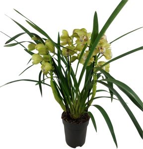Tsümbiidium Anna 3-vart Ø 14 cm