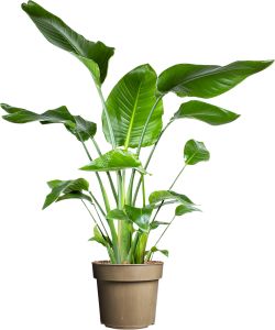 Streliitsia Nicolai P 24