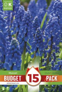 Armeenia kobarhüatsint Kapiteyn 15 tk