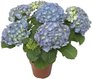 Suureleheline hortensia Ø 13 cm