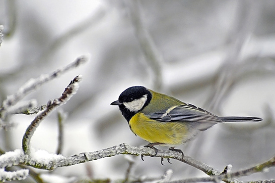 Mida peaksime teadma väikeste lindude talvisest lisatoitmisest?
