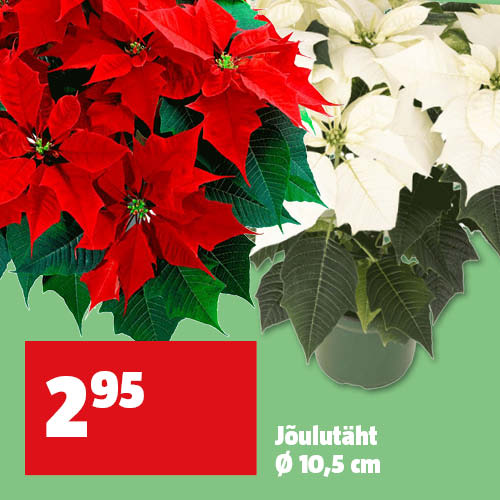  Jõulutäht Ø 10,5 cm hinnaga 2,95€