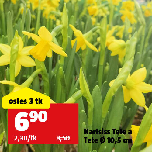 Nartsiss Tete a Tete &Oslash; 10,5 cm: ostes 3 tk, maksad 6,90&euro;
