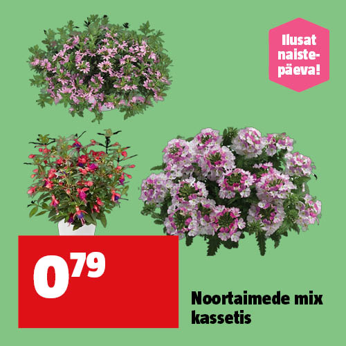 Noortaimede mix kassetis