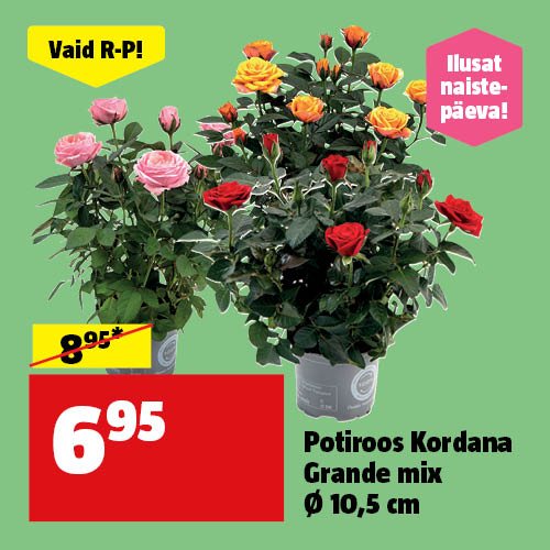 Vaid R-P!Potiroos Kordana Grande mix &Oslash; 12 cm hinnaga 6,95 &euro;