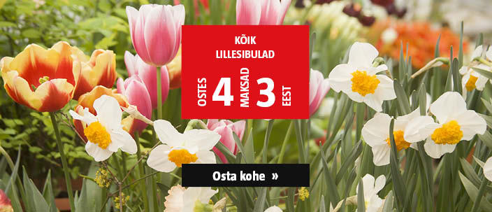 kõik lillesibulad ostes 4, maksad 3 eest.