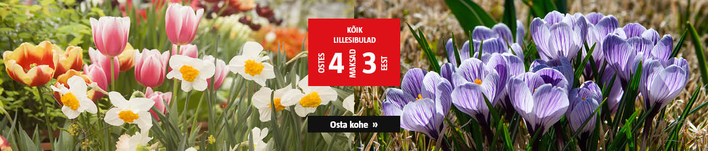 kõik lillesibulad ostes 4, maksad 3 eest.